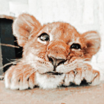 Happy_cheeto