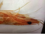 Shrimp united by Serena