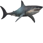 Shark Shore