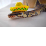 Team Snake Till The End