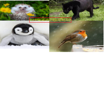 pantera robin pinguino erizo