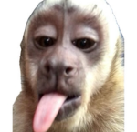 Monk1ess