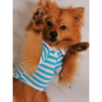 ArminThePom