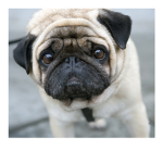 CSPUG