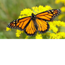 Butterfly Pastel Homestore-