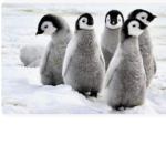 penguin army and group