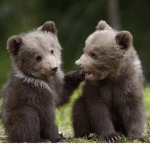Cuteness bear