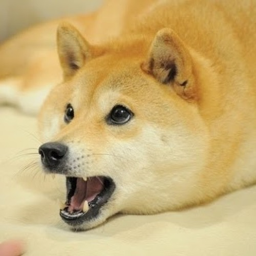 Doge Hangout