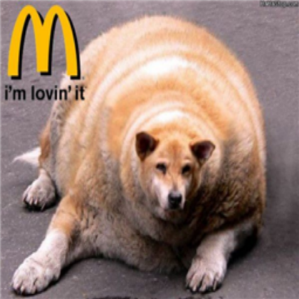 fat dog Roblox decal