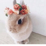 BunnySquad!