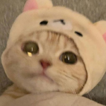 !kitten