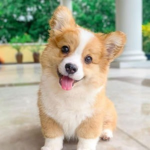 Puppies and Kitties fan group