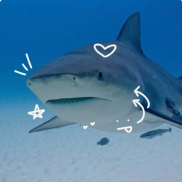 ⋅˚‧ 🌊🦈 ‧˚ ⋅