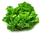 INDUSTRIAL LETTUCE GROUP