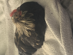 Killinonem’s awesome chicken group