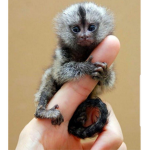 Monkey-_-squad!