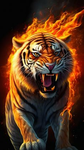 Tigers Club Offical