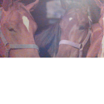 team cheval volant