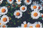 Astheticflower
