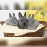 Bunny's Bunny Sanctuary