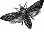 The moth people