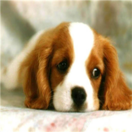 Cute Dog Decal Roblox decal
