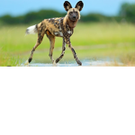 My wild dogs