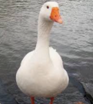 The Asian Goose Army
