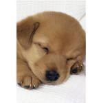 Cute puppy crew