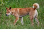 Aussie.::.Love