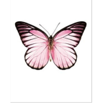 Shy Flutter fly