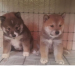 cheems y doge