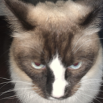 Cat Gamerrr YT