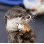 Otter Creation