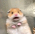 PAN CHOMIK