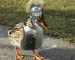 Duck war studios