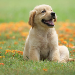 The Dog Games 2