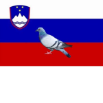 GOLÓBI SLOVENIJI (PICCIONI SLOVENI)