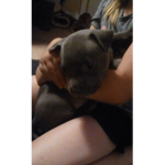 We don't like bullys