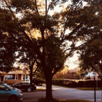 Sherwin Maple