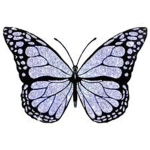 The Aesthetic Butterfly’s
