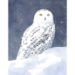 Snow owl Fan club!