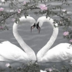 LUXR_
