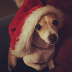 Polly The Chihuahua