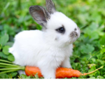 The Rabbitz Family