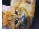Cats reuniting