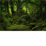 Military of the Forest