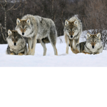 Meh Wolf People