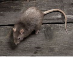 Rats fan group.