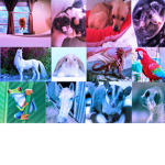 The Amazing Animals!